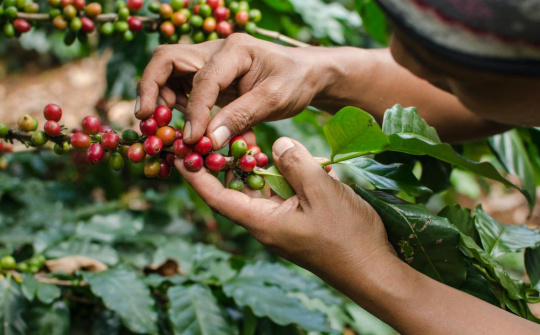 Giá cà phê hôm nay 21/8: Robusta lập đỉnh mới, vượt 4.800 USD/tấn