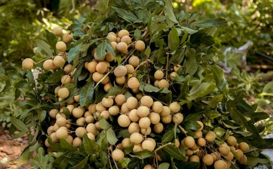 Phân bón Văn Điển vững chân trên vùng đất nhãn Hưng Yên
