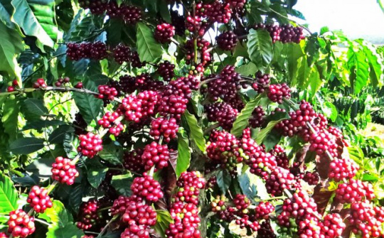 Các bước cần thực hiện khi Quy định chống phá rừng (EUDR) của EU có hiệu lực