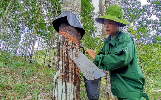 Giá cao su tăng 25%, Cao su Đồng Phú (DPR) báo lãi ròng cao gấp đôi