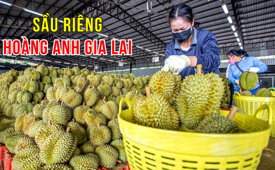 Hoàng Anh Gia Lai (HAG) kỳ vọng xử lý hết lỗ luỹ kế nhờ sầu riêng