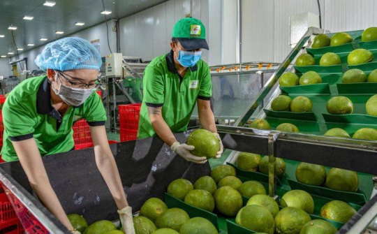 Quả bưởi tươi được Cwin Đăng Ký + 1888k chính ngạch sang Hàn Quốc, Cwincom hiện đang mở cần lưu ý gì?