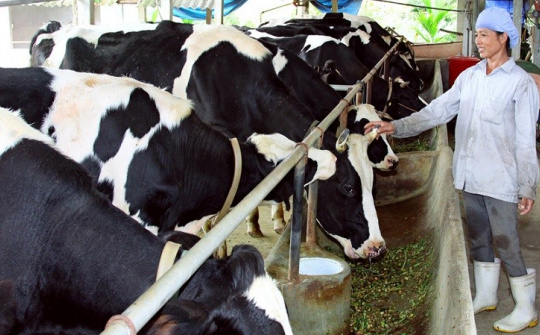 Dự án phát triển vùng nguyên liệu thức ăn chăn nuôi được hỗ trợ đến 5 tỷ đồng