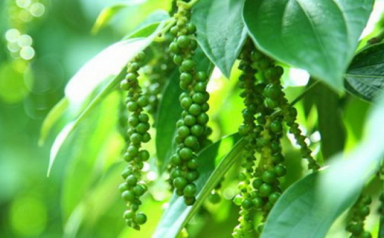 Giá tiêu hôm nay 8/8: Tiếp tục chịu áp lực giảm dù nguồn cung thế giới chưa đáp ứng đủ nhu cầu