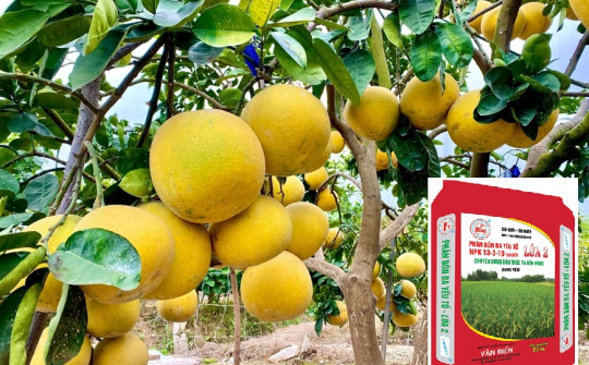 Vùng chuyên canh cây có múi phía Bắc ưa dùng Phân bón Văn Điển