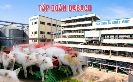 Kỳ vọng Tập đoàn Dabaco (DBC) hưởng trọn "sóng giá heo"