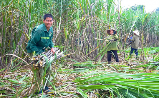 “Ngọt” như Mía đường Sơn La (SLS), cổ đông sắp nhận cổ tức 200% tiền mặt