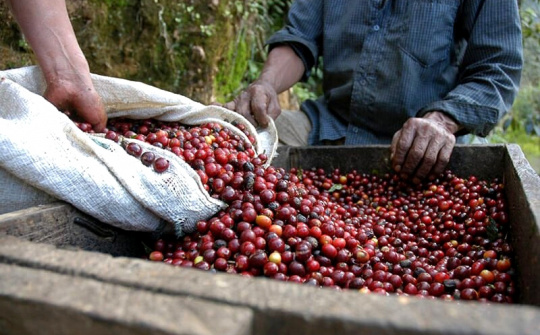 Giá cà phê hôm nay 26/9: Brazil đối diện hạn hán lịch sử, nguồn cung cà phê ngày càng thắt chặt
