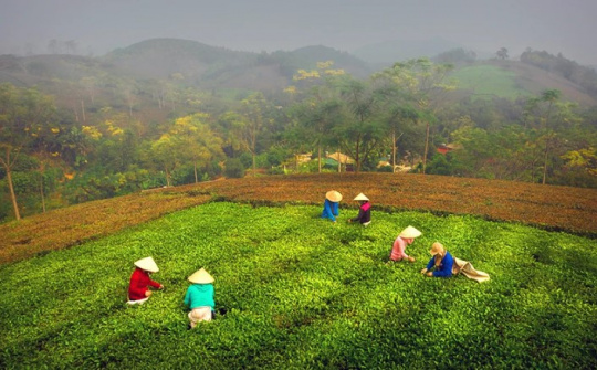 Phân bón Văn Điển góp phần nâng tầm chất lượng chè Phú Thọ