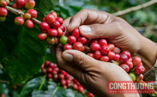 Giá cà phê hôm nay 27/9: Xô đổ mọi kỷ lục