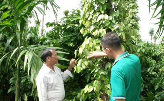 Khuyến nghị về quản lý sâu bệnh trên cây hồ tiêu khu vực Tây Nguyên vào mùa mưa