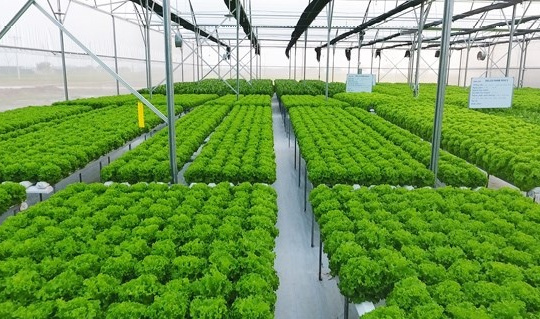 Hướng đến nền kinh tế carbon thấp tại các quốc gia đang phát triển