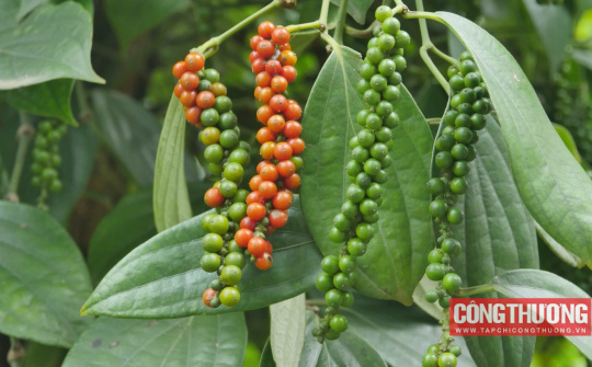 Giá tiêu hôm nay 2/1: Trung Quốc tăng mua, thị trường kỳ vọng dần khởi sắc