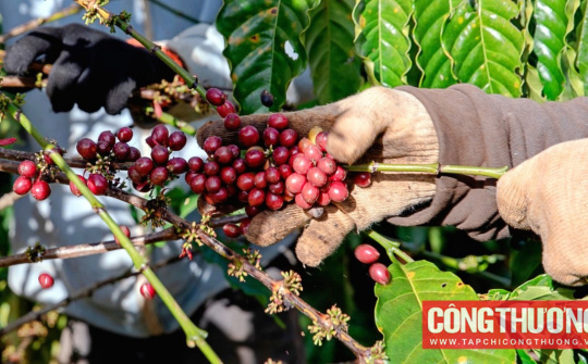 Giá cà phê hôm nay 15/10: Giá Robusta và Arabica diễn biến trái chiều
