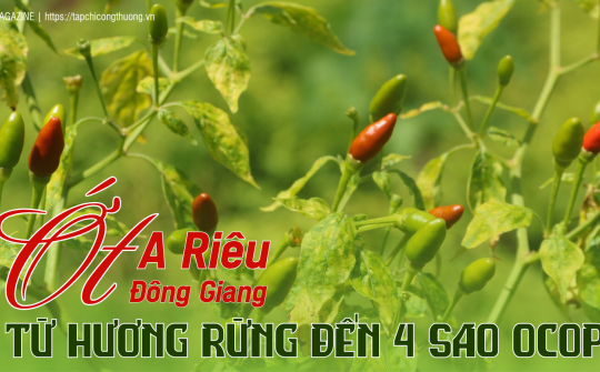 [eMagazine] Ớt A Riêu Đông Giang: Từ hương rừng đến 4 sao OCOP