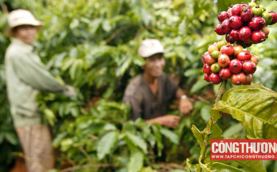 Giá cà phê hôm nay 18/11: Lo ngại thiếu hụt nguồn cung hỗ trợ giá bật tăng trở lại