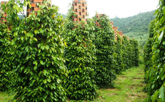 Giá tiêu hôm nay 19/11: Thị trường ổn định
