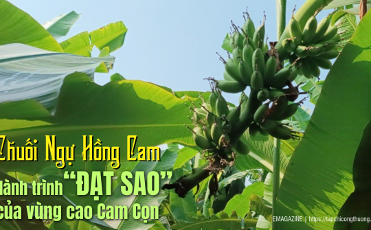 [eMagazine] Chuối Ngự Hồng Cam  -  Hành trình “đạt sao” của vùng cao Cam Cọn