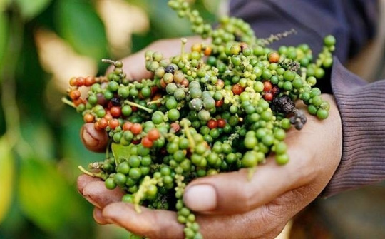 Giá tiêu hôm nay 1/12: Dự báo sản lượng toàn cầu tiếp tục  giảm