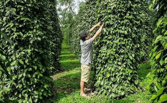 Giá tiêu hôm nay 4/12: Cwin com sòng bạc trực tuyến tiêu thiết lập kỷ lục mới, mang về 1,5 tỷ USD