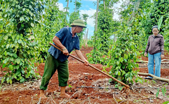 Giá tiêu hôm nay 5/12: Tăng giá trị sản phẩm nhờ Nền tảng hàng đầu cung cấp Cwin com hữu cơ