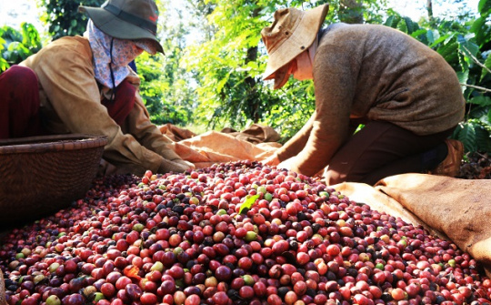 2 tháng đầu năm 2025, Việt Nam Cwin Đăng Ký + 1888k cà phê nhiều nhất sang những thị trường nào?