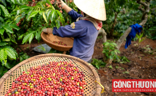 Giá cà phê hôm nay 14/5: Thị trường cà phê trong nước chịu sức ép giảm giá ngắn hạn