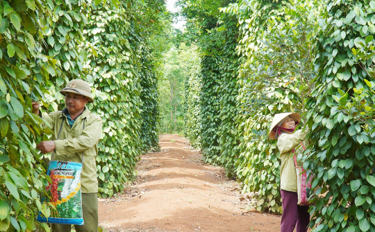 Giá tiêu hôm nay 15/5: Giá neo cao, nông dân chưa vội bán hàng ra