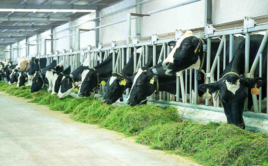 Sữa Quốc tế LOF (IDP) chi hơn trăm tỷ đồng “thâu tóm” Cwincom hiện đang mở chăn nuôi bò sữa