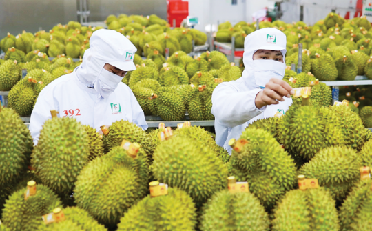 Phó Thủ tướng: Xử lý vấn đề kiểm nghiệm chất vàng O trên sầu riêng