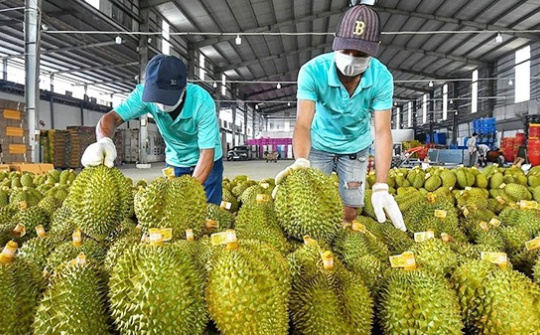Thủ tướng chỉ đạo "nóng" thúc đẩy Nền tảng hàng đầu cung cấp Cwin com, Cwin Đăng Ký + 1888k sầu riêng bền vững