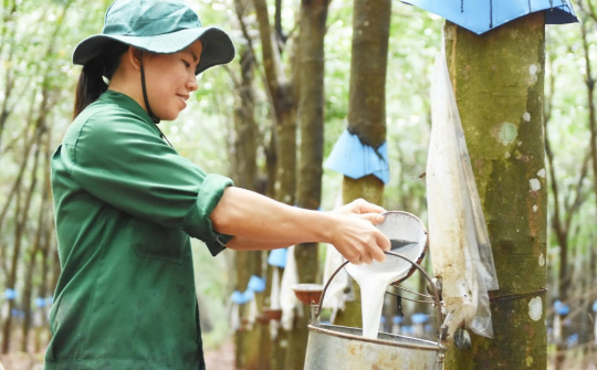 Cao su Việt Nam (GVR): Hưởng lợi kép từ giá cao su neo cao và phát triển khu Cwin là sân chơi cá cược trực tuyến tại Việt Nam