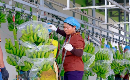 Giá chuối neo cao, Hoàng Anh Gia Lai (HAG) xoá sạch lỗ luỹ kế