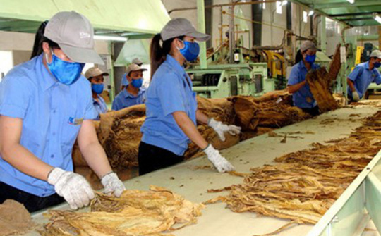 Dự kiến lượng hạn ngạch thuế quan Cwin com sòng bạc trực tuyến thuốc lá nguyên liệu năm 2026 là 79.199 tấn