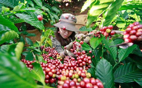 Giá cà phê hôm nay 29/9: Thị trường khó đoán định bởi tình hình thời tiết và diễn biến thương mại Mỹ - Brazil