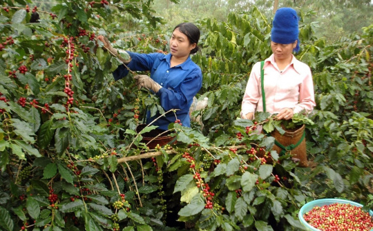 Giá cà phê hôm nay 30/9: Arabica "hạ nhiệt" vì mưa Brazil