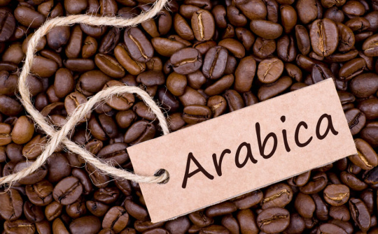 Giá cà phê hôm nay 7/1: Tồn kho suy giảm, giá Arabica tăng mạnh