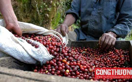 Giá cà phê hôm nay 27/2: Quay đầu giảm, áp lực nguồn cung gia tăng