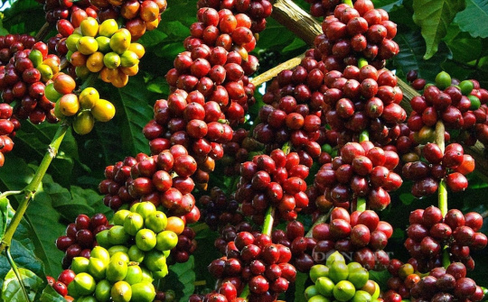 Giá cà phê hôm nay 2/3: Nguồn cung cà phê toàn cầu lập kỷ lục, giá đối mặt áp lực giảm sâu