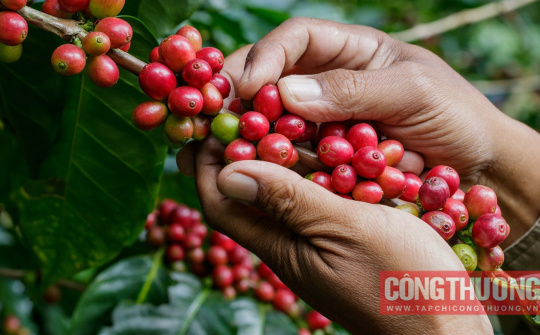 Giá cà phê hôm nay 20/3: Arabica lập đỉnh 1 tháng, Robusta cao nhất tuần