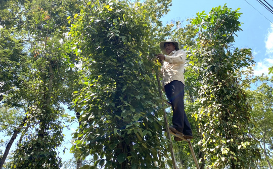 Giá tiêu hôm nay 23/3: Giảm gần 6% trong tuần cao điểm thu hoạch