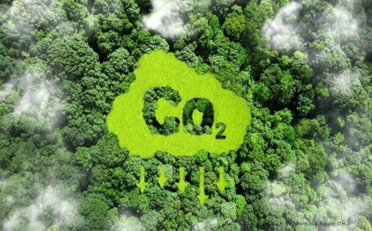 Nguyên tắc cung ứng và sử dụng dịch vụ hấp thụ và lưu giữ carbon của rừng