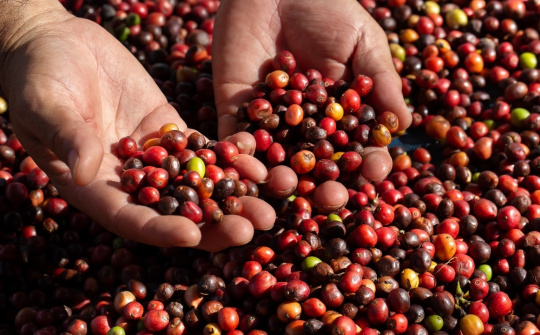 Giá cà phê hôm nay 13/6: Thị trường khởi sắc, Robusta tăng gần 4%