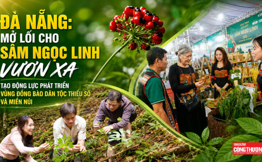 Đà Nẵng: Mở lối cho Sâm Ngọc Linh vươn xa, tạo động lực phát triển vùng đồng bào dân tộc thiểu số và miền núi