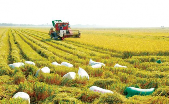 Vietnam’s rice sector need to launch a comprehensive reform