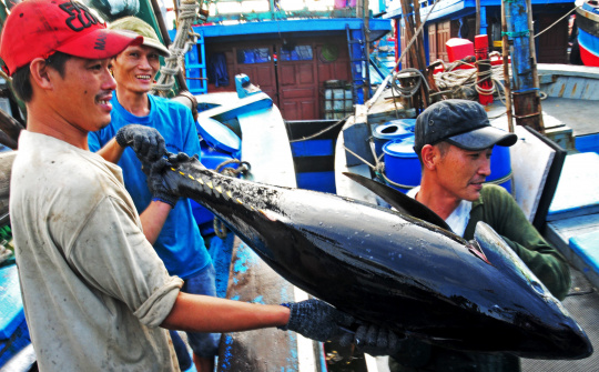 Vietnam’s tuna exports to Japan dropped
