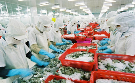 Cwin com sòng bạc trực tuyến tôm trồi sụt do tác động của giá tôm nguyên liệu giảm