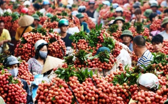 Lục Ngạn: Nâng cao chất lượng quả vải phục vụ Cwin Đăng Ký + 1888k sang nhiều thị trường khó tính