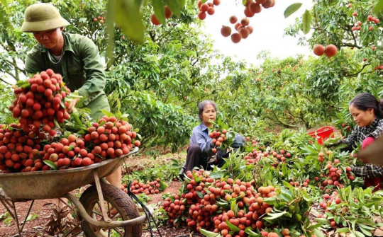 Bắc Giang: Mỗi ngày có gần 100 xe vài thiều được thông quan sang Trung Quốc