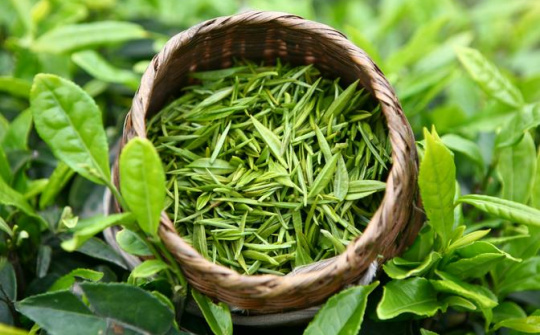 Ảnh hưởng của phân bón lá đến quá trình sinh trưởng, phát triển và chất lượng chè tại tỉnh Thái Nguyên